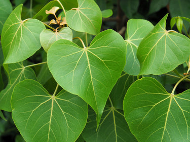 10 PORTIA TREE Yellow Pink Purple Flowers Change Color Pacific Rosewood Tulip Thespesia Populnea Seeds